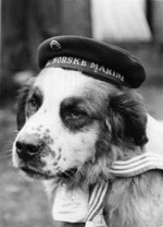 picture of Bamse with navy hat