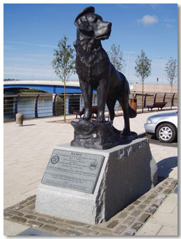 statue of bamse in montrose